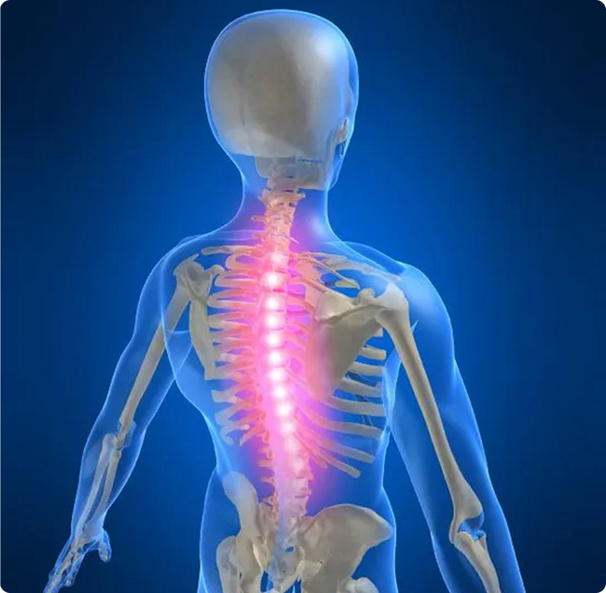 Human skeleton with highlighted spine